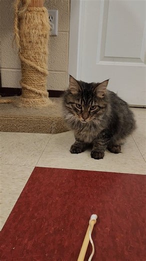 Obi and Wisp are still in search of their forever homes! ❤️ This adorable pair of tabby-brothers are almost always on the move and have a major love for playing. Despite their snuggly and outgoing personalities, they have found themselves without much interest due to their FIV status.😢 While FIV is contagious to other cats, there are still lots of misunderstanding on how it is passed cat-to-cat. It cannot be passed via casual contact such as sharing litterboxes and bowels, but can be passed by 