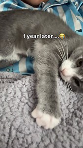 So please… be patient with your biscuit orders. She’s operating with only one functioning paw🥺😅 . . . #cat #catlover #fyp #catlife #catoftheday #catsofinstagram #catstagram | Whiskey and Stormy