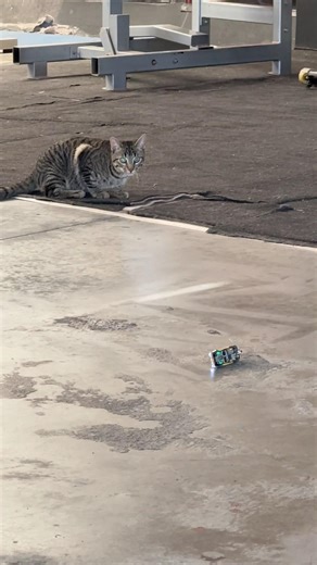 #yt #cat #chatstory #humor #world #pets #motivation #dance #kitten #cute #storytime #animals #love