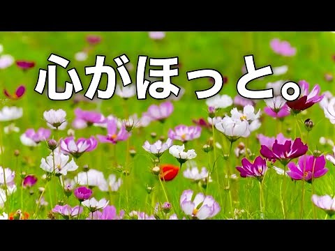 【秋の癒しBGM】心がほっと落ち着く優しい音楽｜ストレス・不安を和らげる｜睡眠・作業・勉強用
