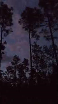 Common nighthawk sounds