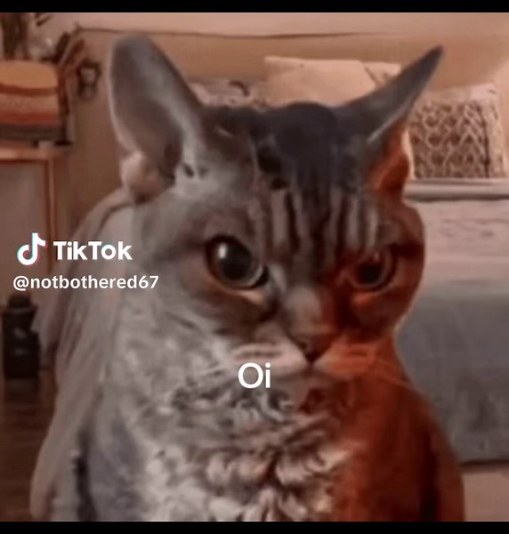 Good night cat meme: funny cat saying Oi and laughs