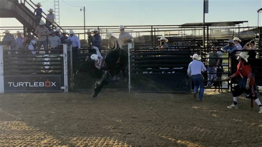 89H Buck Nasty (Chapman/Buck/Moore/D&H) winning the Bucktown American Bucking Bull Inc. Classic with a 90.48 score! • • D&H Cattle Co. Buck Cattle Co. Tracie Orr Chapman YETI Tail Knot Bull Flanks SweetPro Premium Feeds | D&H Cattle Co.