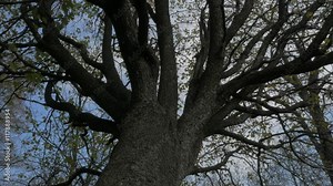 Tree crown branches and leaves against blue sky 4K 2160p 30fps UltraHD video - Detailed tree top trunk and branches natural background 4K 3840X2160 UHD footage