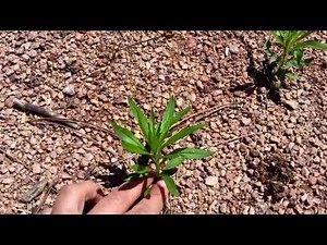 How to Identify Horseweed