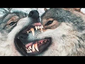 Wolf Growl / Attack Sound Effect