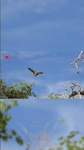 Real Hawk Sounds | High Quality | Terrifying Hawk Sound Experience! | 4K #shorts