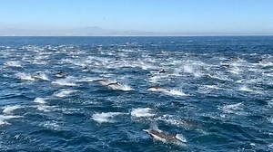 Stunning dolphin 'superpod' seen racing off California coast