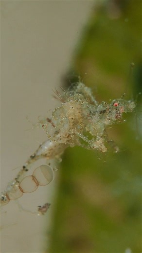 1.4K views · 74 reactions | Meet the Skeleton Shrimp – the ghostly stick-figure of the sea that kung-fu fights, sways like seaweed, and is a total macro photographer’s dream!  Would you dare to look closely at this underwater “skeleton”?  . . . . . #scubadiving #macrolife #skeletonshrimp #skeletonshrimp #macrolife #weirdbutcool #underwateraliens #underwaterphotography #weirdbutcool #travel #dauin #philippines #diveshow | Critter Hunter | Facebook