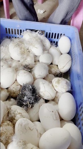 Fresh Goose Eggs Collection & Cleaning at the Farm! 👀