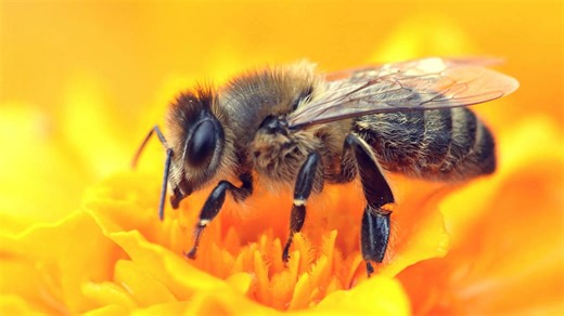 9 reasons bees are more important than you realize