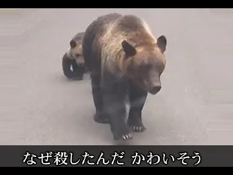 【クマ駆除に苦情殺到】「なぜ殺したんだ」「世界自然遺産を返還すべき」「子グマは殺す必要がないんじゃないか」30分超の電話や長文メール…羅臼岳で男性襲撃した親子グマ3頭の駆除めぐり町に苦情〈北海道〉