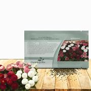 English Daisy Seeds - Bellis Perennis Mix Flower Seed