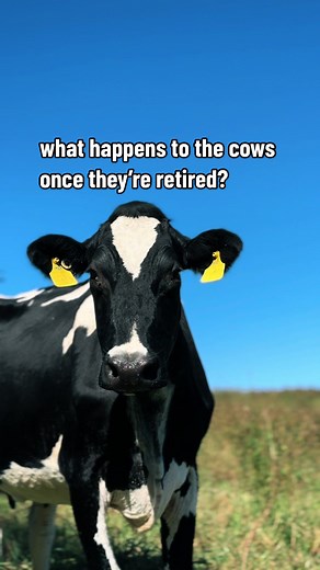 What Happens to Retired Dairy Cows? Learn About Our Sustainable Farm Practices