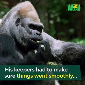 At the heart of any gorilla troop is a strong leader, like Ernie. | Animal Planet