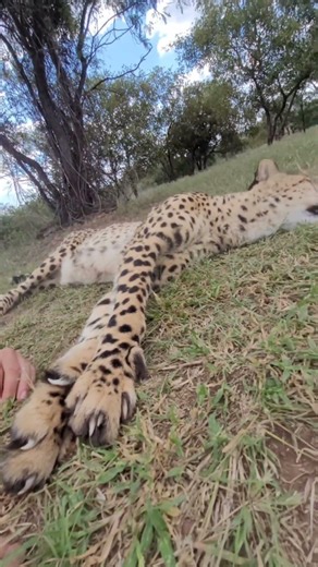 The secret to a cheetah's heart? The art of the nap. 💤