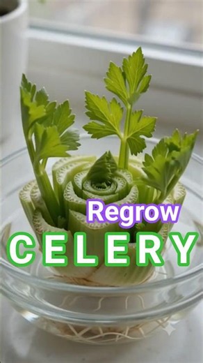 How to Regrow Celery ((సెలరీ ఆకు)) in Water Fast 🤯 #shorts
