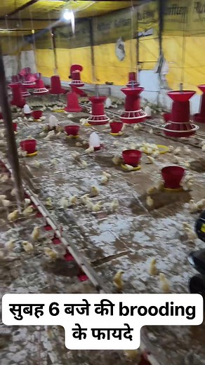 30 KW Diesel ⛽ Brooder से 5000 मुर्गियों की Brooding करने के फायदे, ओर कितना खर्चा आता है, | Poultry zone