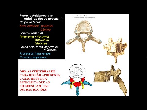 OSSOS DE TRONCO PARTE 2 - CARACTERÍSTICAS VERTEBRAIS POR REGIÃO
