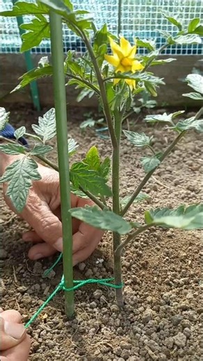 🍅 Στήριξη μικρής ντομάτας: Η δική μου τεχνική στον λαχανόκηπο #ντομάτα