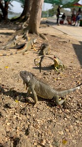 🐰🥕 ¿Conoces el santuario de las #iguanas en #Tuxpan? Un espacio para chicos y grandes donde podrás ver a los reptiles de cerca y vivir una experiencia maravillosa con la #naturaleza | Don Conejo