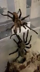 Mating Haplopelma lividum | Theraphosids - Thomas Hagen