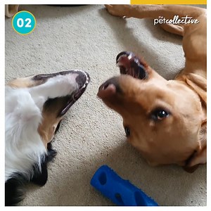 142K views · 3.5K reactions | From a dog with some great singing pipes to a line of posh geese, please enjoy Part I of our Best Pets Of The Week! 閭 | Try Not to Laugh | Facebook