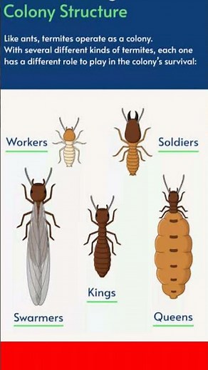 types of termites