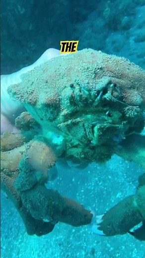 “Have you ever seen a molted sponge crab? It’s fascinating!”