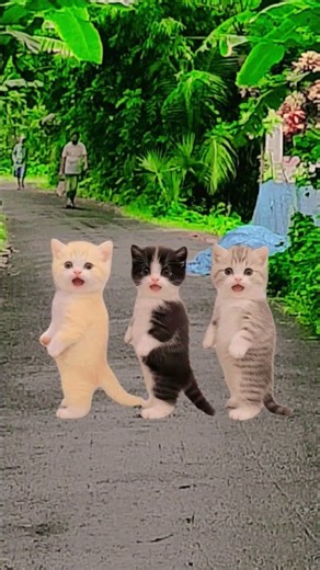 3Cute Kittens Dancing Trend! 🐱💃