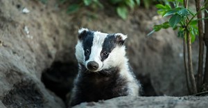 Why Badgers Are Nature's Fierce Survivors: Incredible Facts You Need to Know