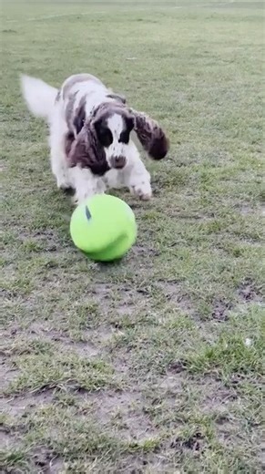 Dog Enjoys Playing With Football in Playground