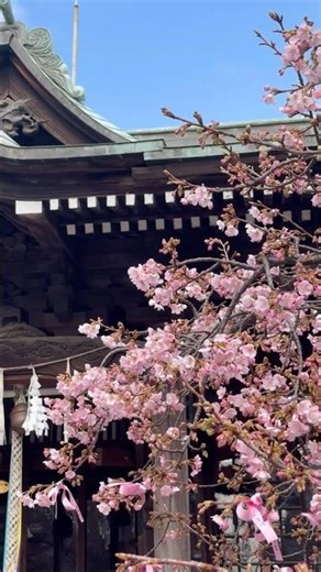 ①Spring at Sakura Jingu Shrine: Cherry Blossoms in bloom (桜神宮 東京 日本) #japan #japantravel #sakura #桜