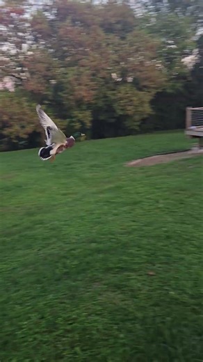 Domestic ducks flying.