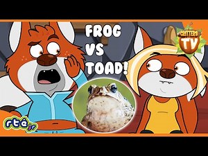 Are Frogs and Toads Really Different? 🤔 🐸 | Critters TV | @RTÉjr