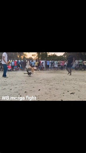 22K views · 517 reactions | মোরক লড়াই #viralreelschallenge2025viralreelschallengejaiviralreelschallengeviralreelschallenge | Murga Fight | Facebook