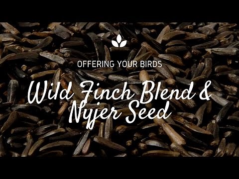 How to Attract Finches with Nyjer Seed