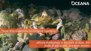 57 reactions · 14 shares | Acorn barnacles may not look like much at first, but they're actually pretty cool critters! Learn more with our Marine Life Encyclopedia: https://bit.ly/3Rgy7Fi | Oceana | Facebook