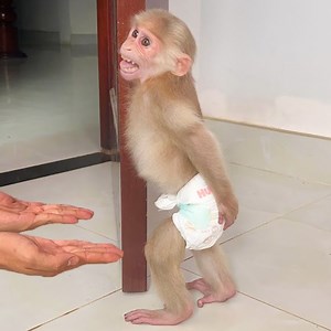 210K views · 3.6K reactions | Super funny! Monkey ashamed ran away from Thang when pooped full diapers #SmartAnimal #cutis #babymonkeycutis | Smart Animal | Facebook