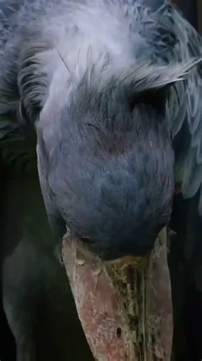 Shoebill Stork: The Bird That Sounds Like a Machine Gun 🦅💥