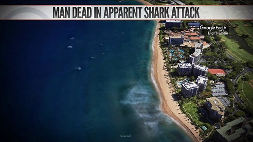 Tourist killed in apparent shark attack in Hawaii