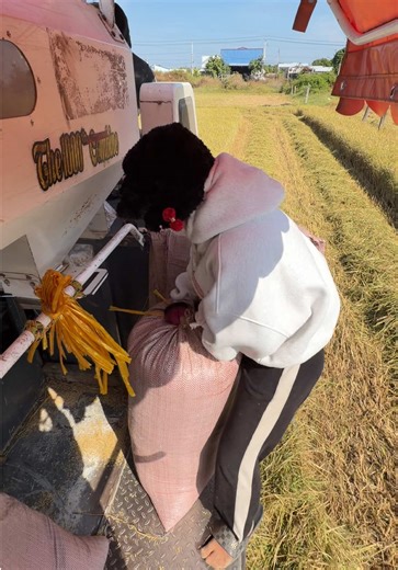 Cách Cột Bao Lúa Hiệu Quả Nhất