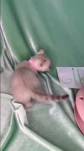 Adorable Bengal Kitten Girl A3 with Pink Collar - Playtime Fun!