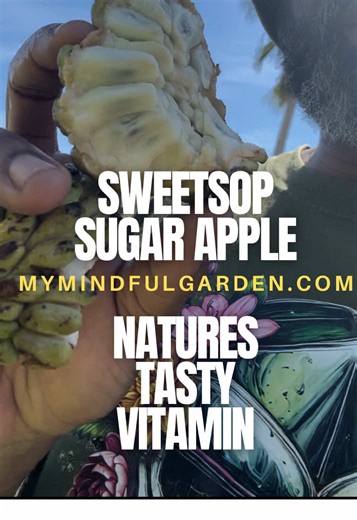 Sweet Sop Season: Enjoying Nature's Dessert Delight