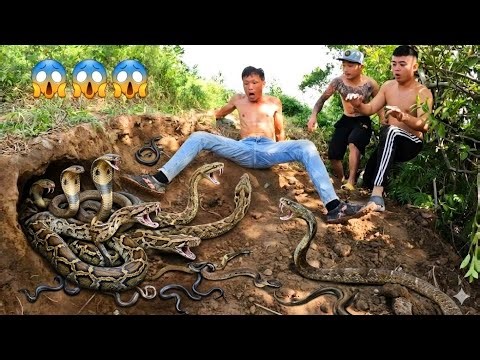 Brave Expert Catch 100 Giant Snakes With His Bare Hands