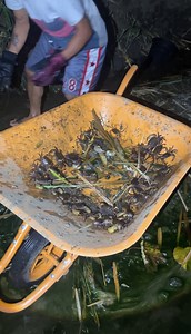 Talangkang ilog | Kasoy tv
