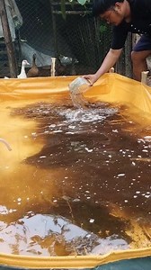 17K views · 195 reactions | Paano mag set up ng AZOLLA POND? Kung nais mo ng ganitong trapond nasa comment section ang link. | KaIsla Vlog Ph | Facebook