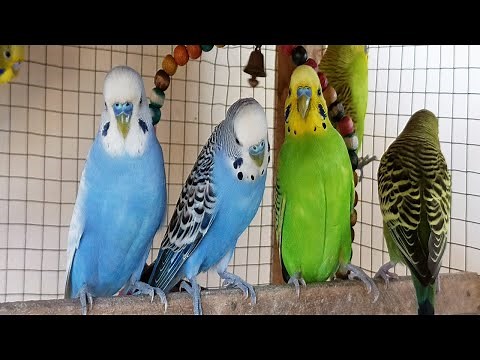 12 Hours of Non-Stop Cheerful Budgies! Enjoy the cutest moments of these playful parrots all day