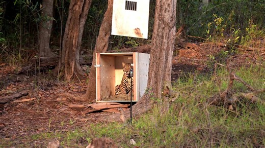 RAW VIDEO: Jaguar rescued after being shot in the head released back into the Amazon rainforest 2/2
