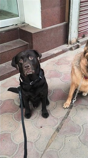 chocolate lab vs German shepherd #dog #pets #indian #love#socks#YouTube songs